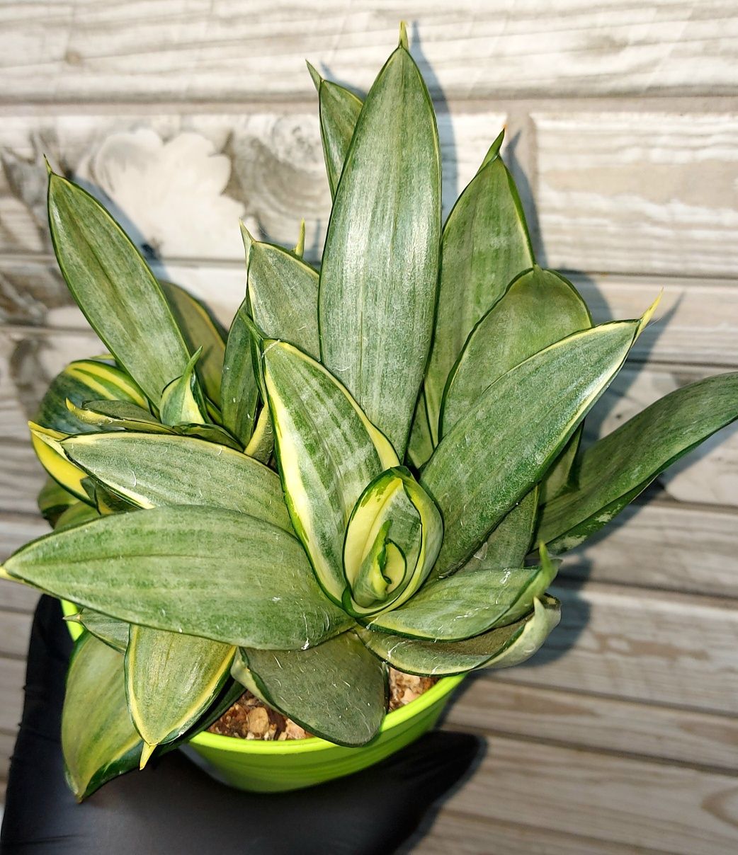 Сансевиерия Сильвер Фрост.Sansevieria trifasciata hahnii "Silver frost