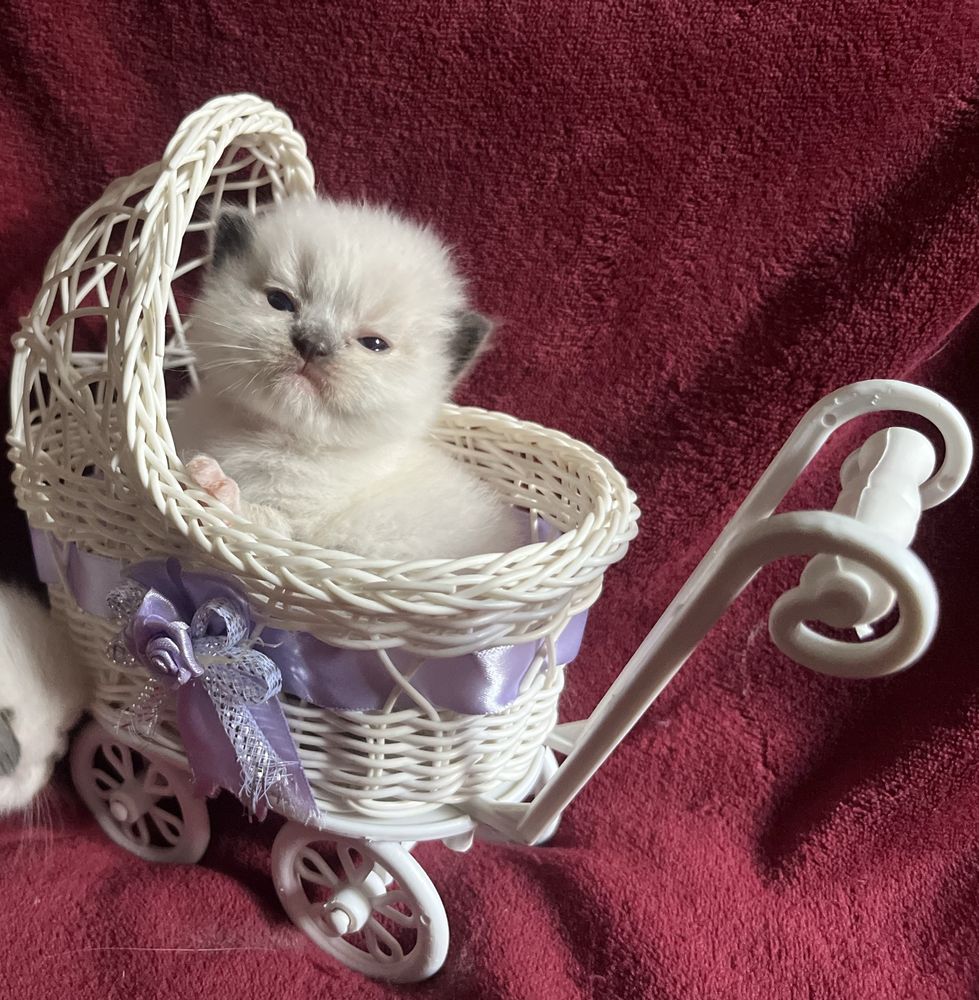 Ragdoll dziewczynka seal mitted