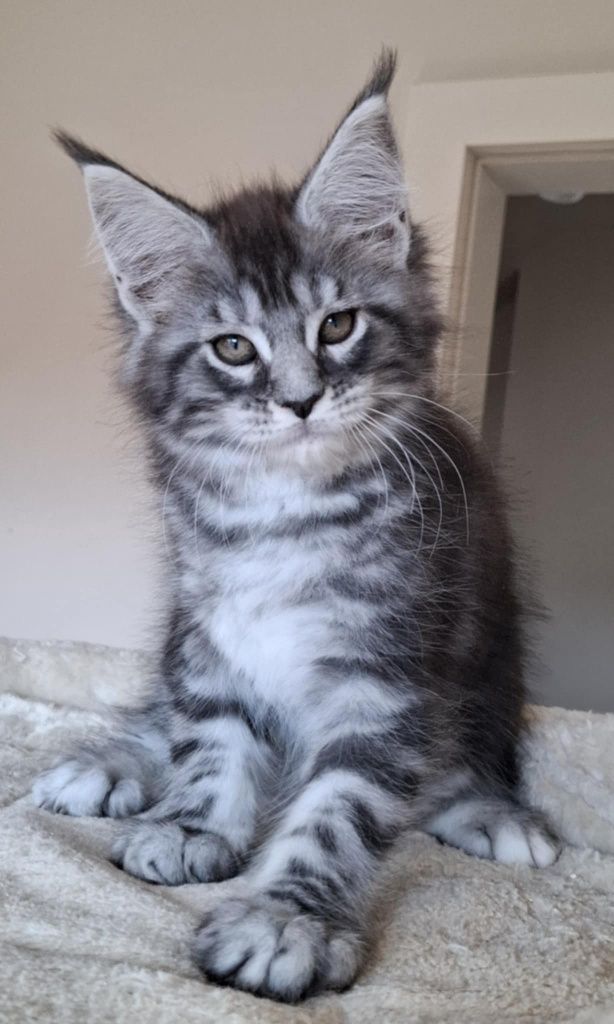 Srebrzysta Maine Coon - będzie duża :-)