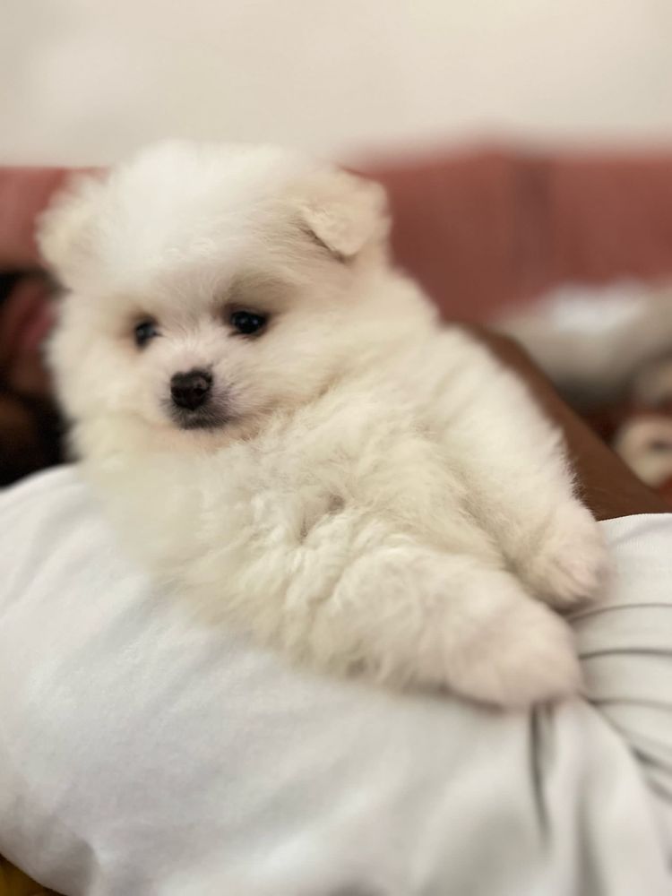 Spitz alemao anao macho