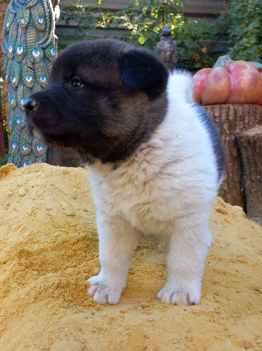 Щенки Американская акита, недорого!