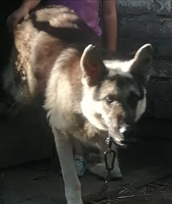 Московська сторожова + Німецька вівчарка