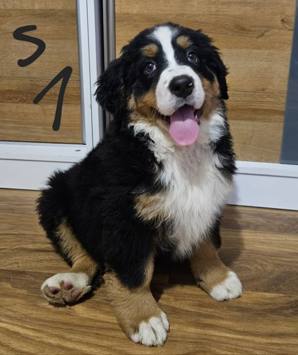 Szczeniak Berneński Pies Pasterski