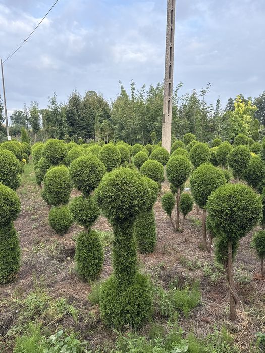 Tuja Szmaragd formowana 130cm
