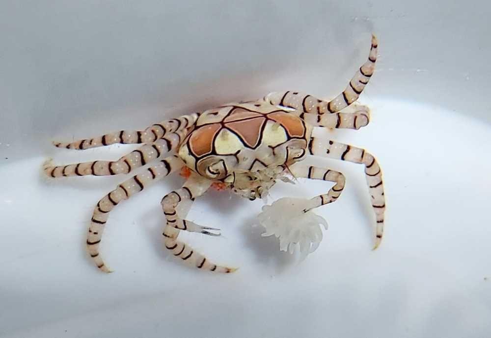 Lybia tessellata - Pom Pom Crab - Krab - akwarium morskie