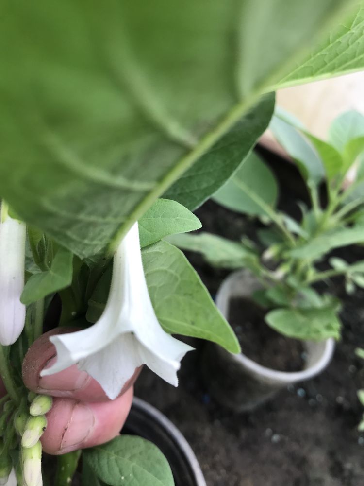 Sadzonki datury pomaranczowej i cytrynowej
