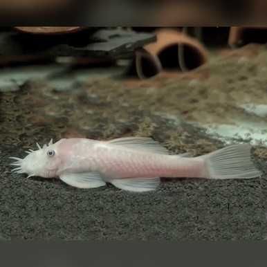 Ancistrus Snow White Glonojad Dorosły 9-10cm