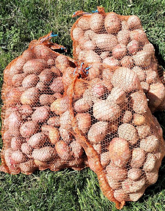 Ziemniaki RED SONIA - Najsmaczniejsze w okolicy