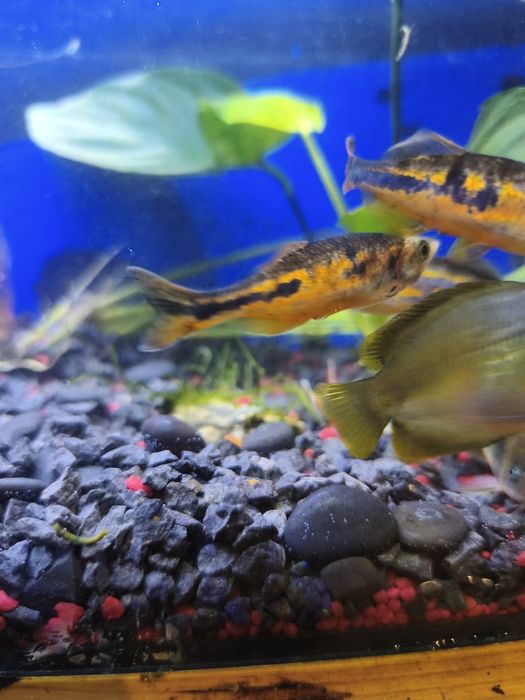 Danio Maliborskie 3szt + Kirysek Gratis