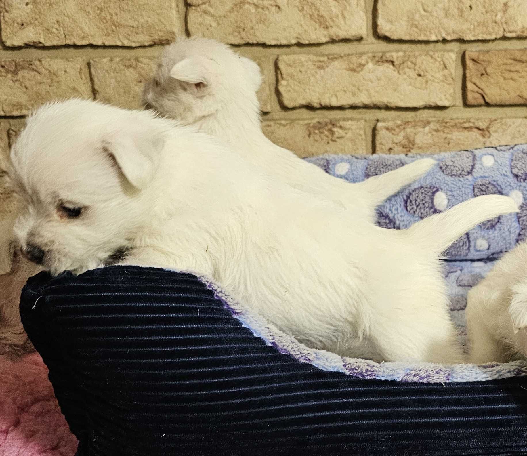 suczka West Highland White Terrier z metryką ZKWP po  Championie