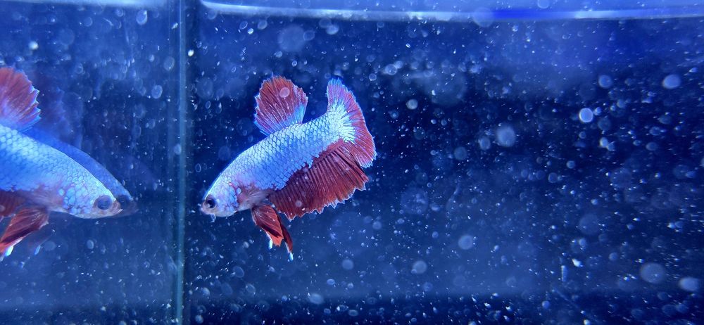 Bojownik HMPK dragon