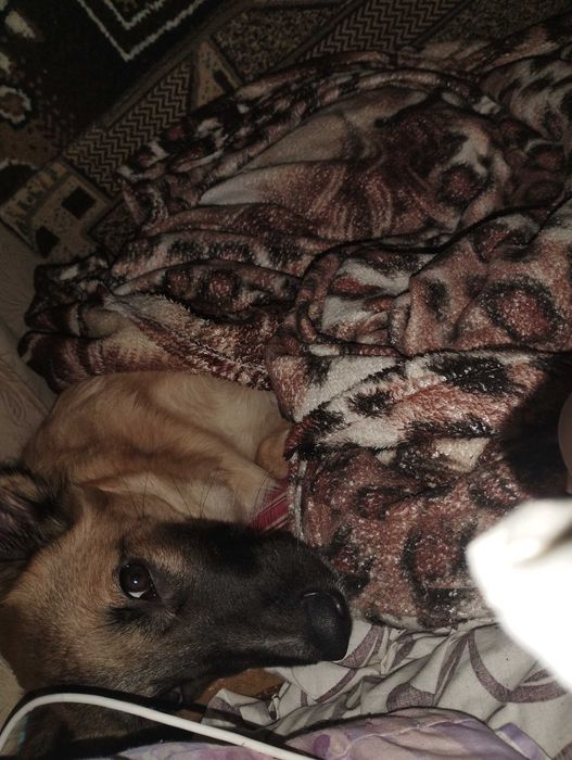 Отдам в добрые руки.