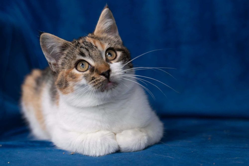 Domu szukają dwie urodziwe kocie panienki