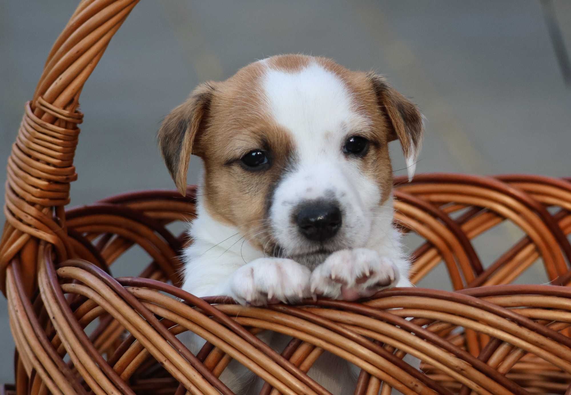 Piesek PIERROT Jack Russell Terrier/BREFIO