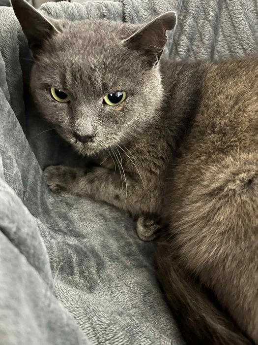 Кіт в добрі руки