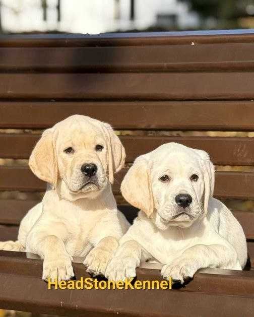 Щенки Лабрадора ретривера