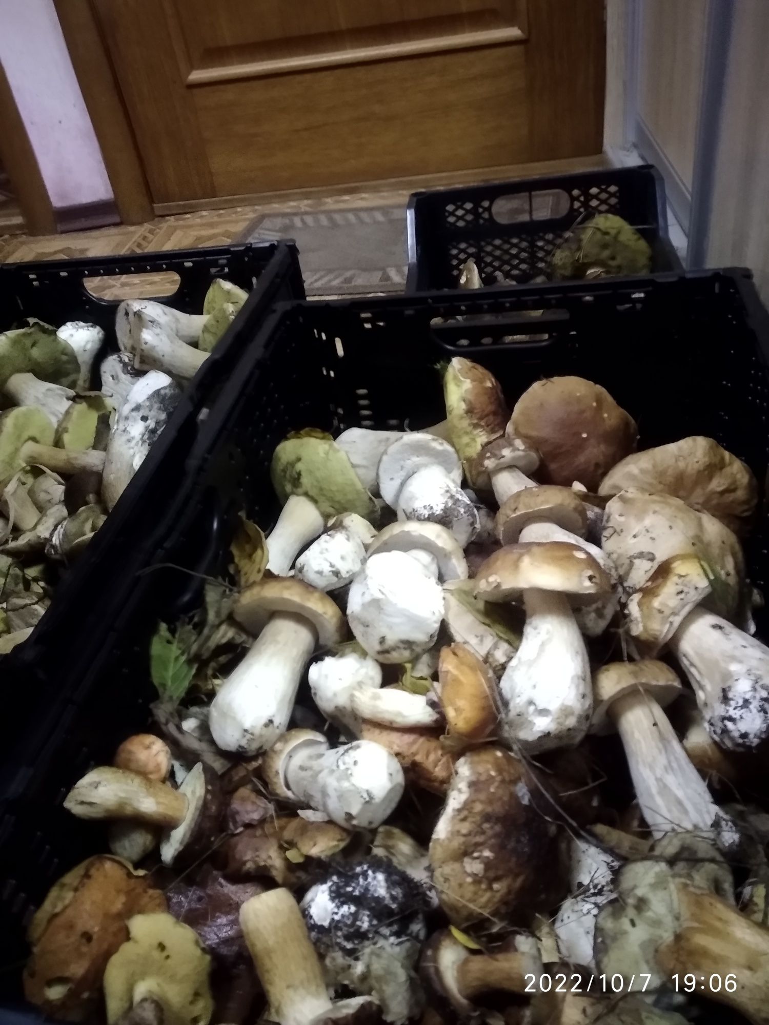 Вареные белые грибы,заморозка