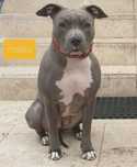 American staffordshire terrier-blue