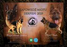 Owczarek niemiecki krótkowłosy - zapowiedź miotu