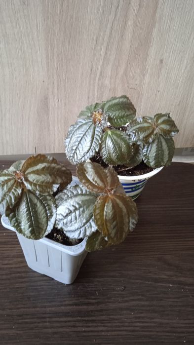 Кімнатні рослини