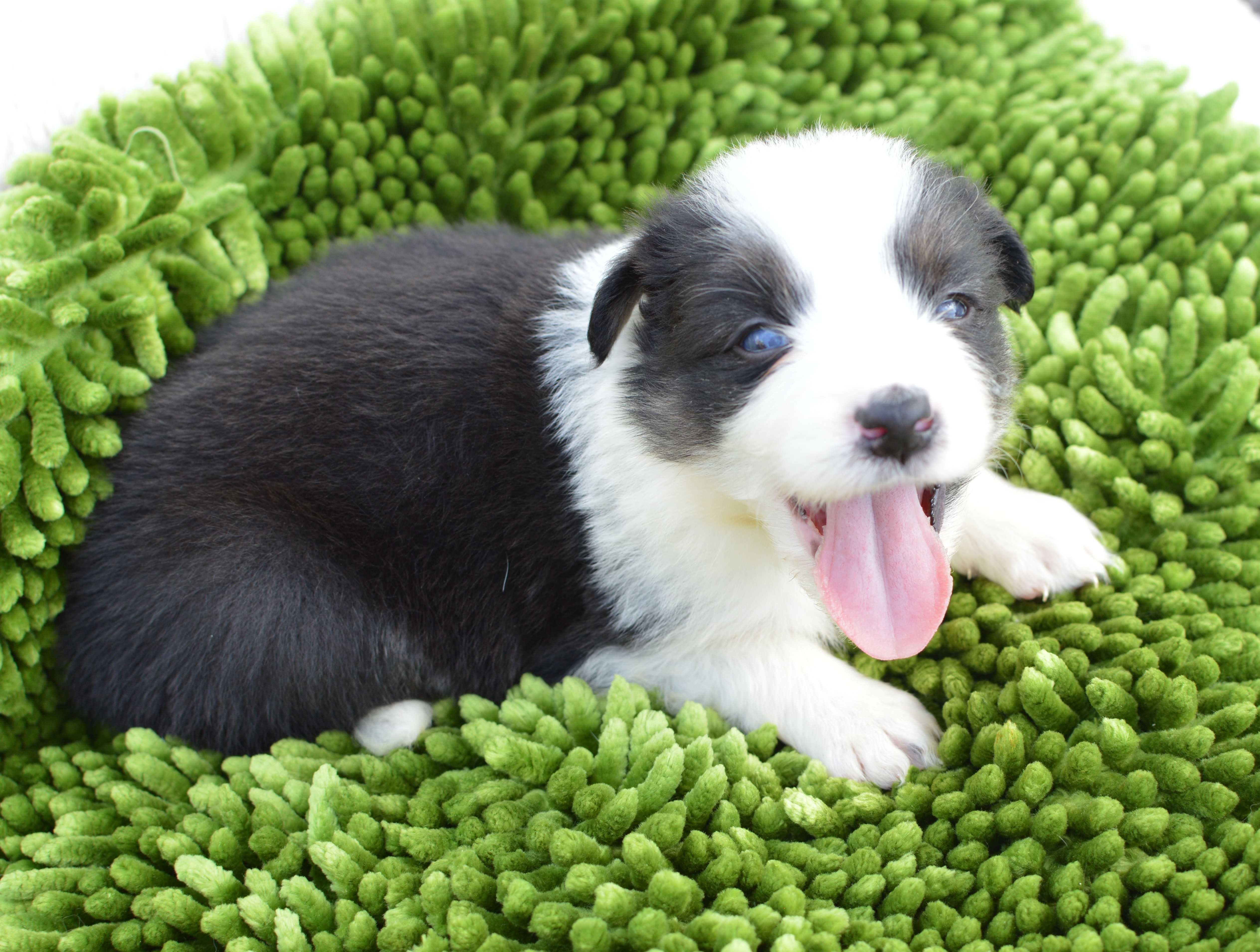 Suczka z niebieskim okiem BORDER COLLIE ZkwP/FCI tricolor