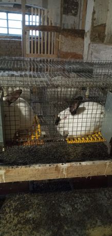Продам кролів на утримання.