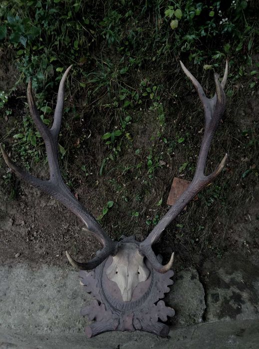 Роги оленя з підставкою