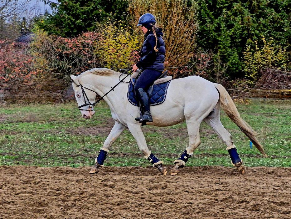 5 letni tarantowaty wałach