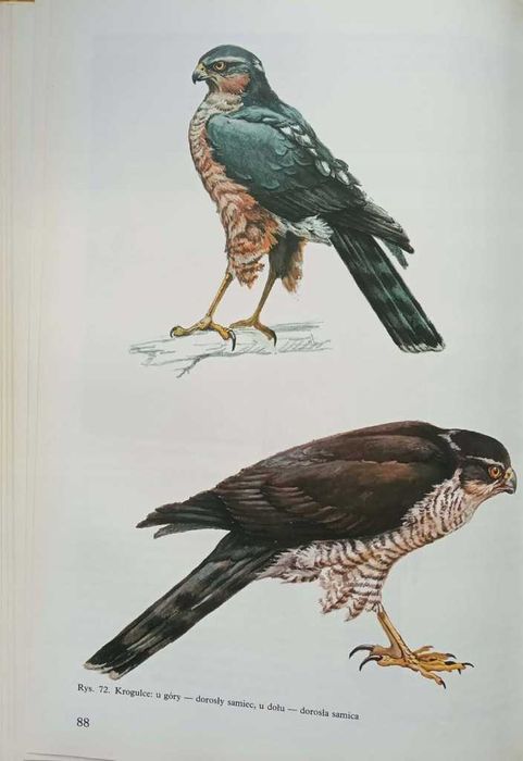 Ptaki drapieżne -  Zbigniew Pielowski