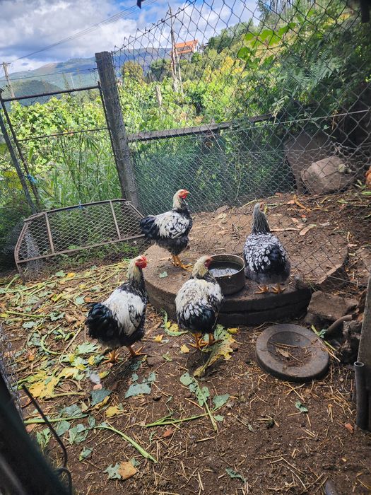 Wyandotte prata macho para troca