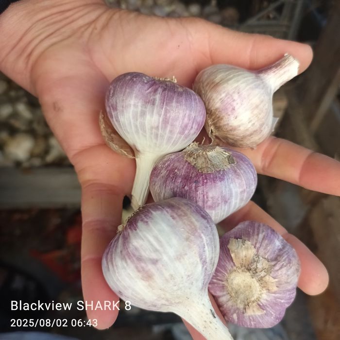 Продам зимовий часник