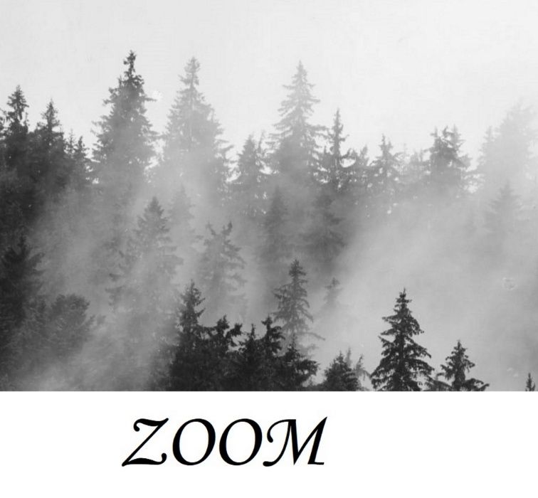Fototapeta mglisty las biało-czarna 400 x 243