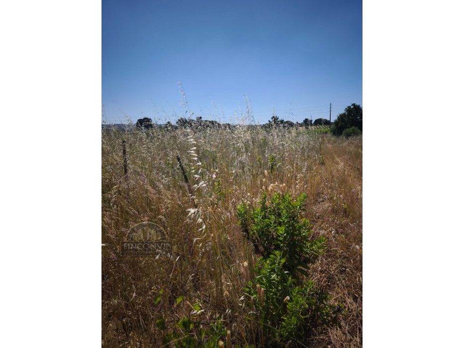 Dois lotes de terrenos rústicos na Quinta de Serralheiras em Palmela