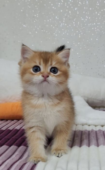 Шотландське кошеня