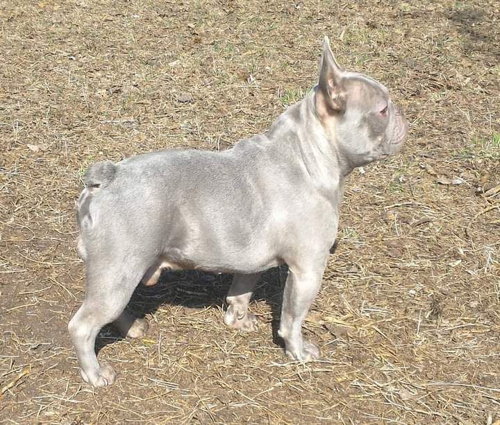Вязка французкий бульдог