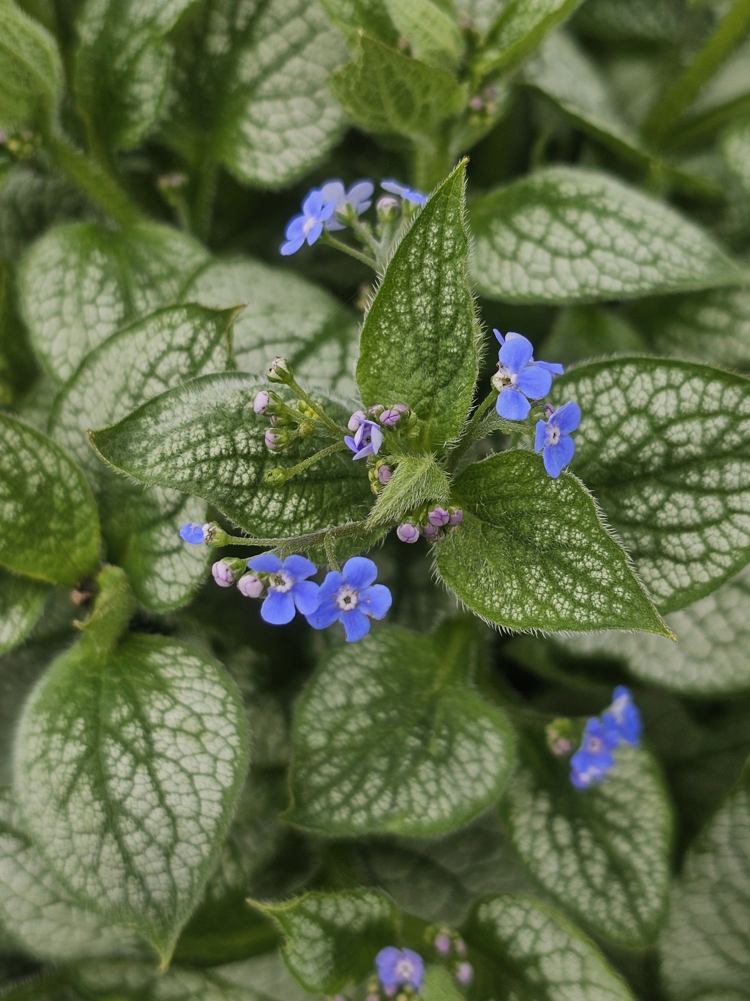 Roślina wieloletnia Brunera, nadwyżka ogrodowa