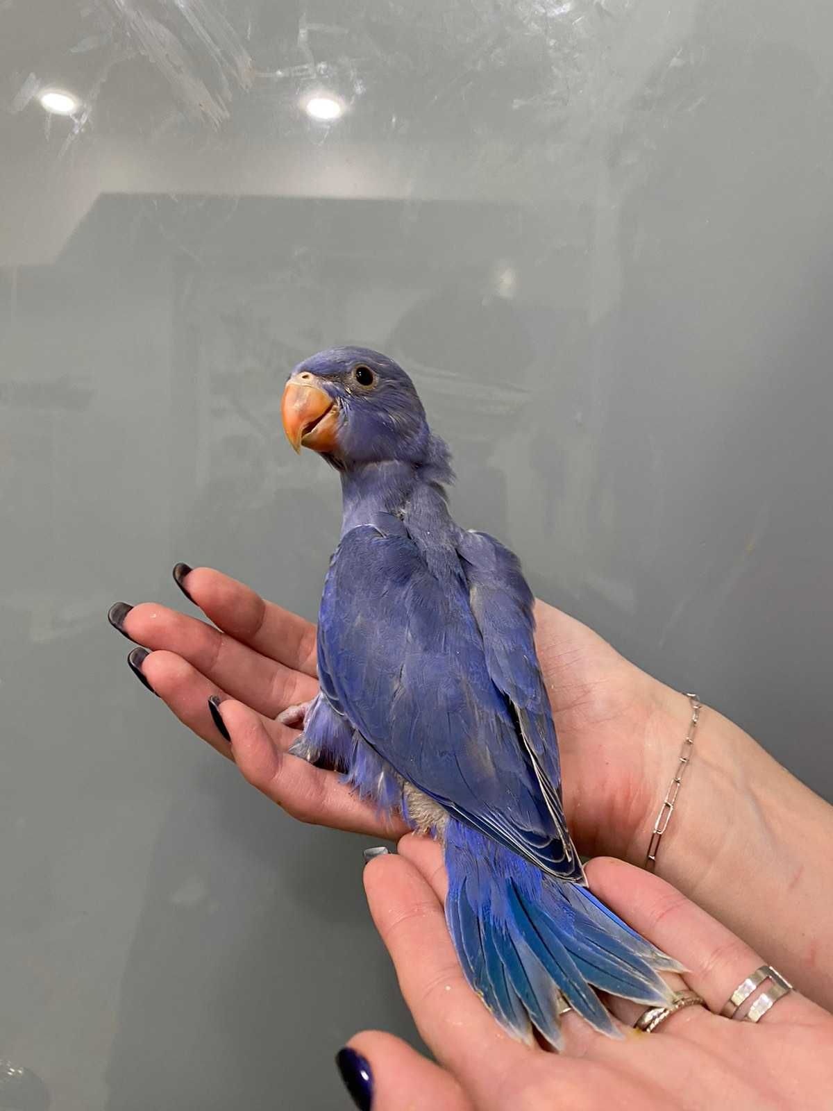 Ожерелка, попугай ожереловый фиолетовый, редкий попугай