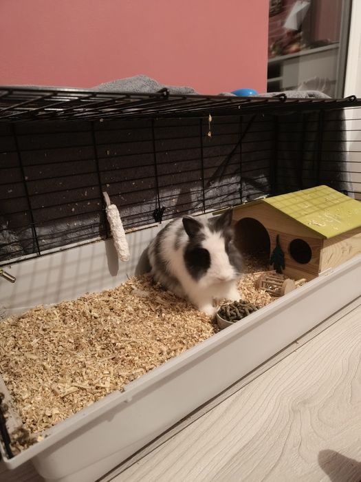 Sprzedam karłowatego króliczka Teddy długowłosego