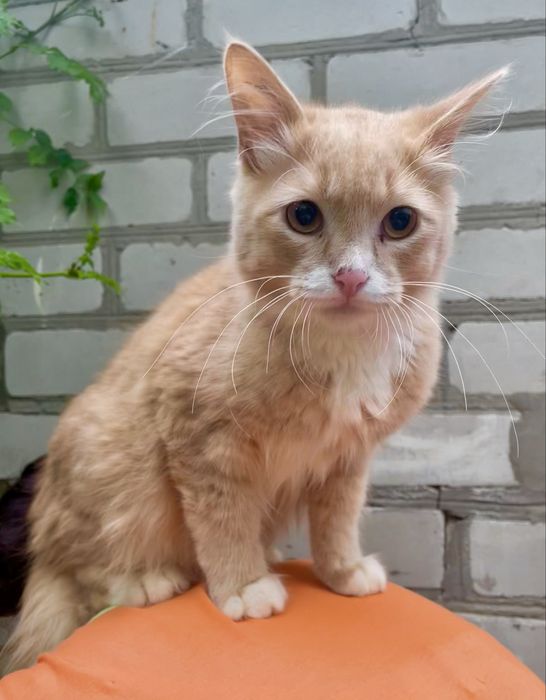 Кот котенок подросток рыжий персиковый с белым