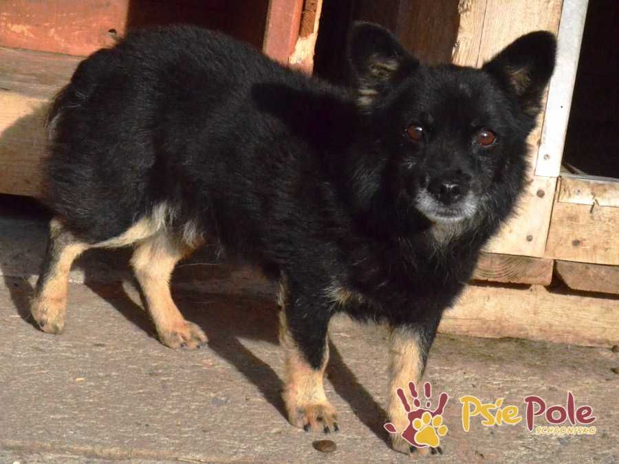 TEKIELI-Malutki czarny staruszek szuka kochającego domu