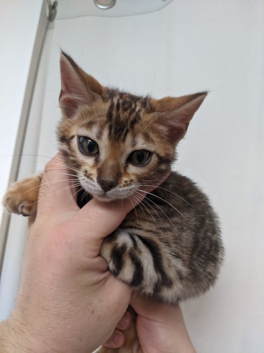 Бенгальські кошенята Елітні