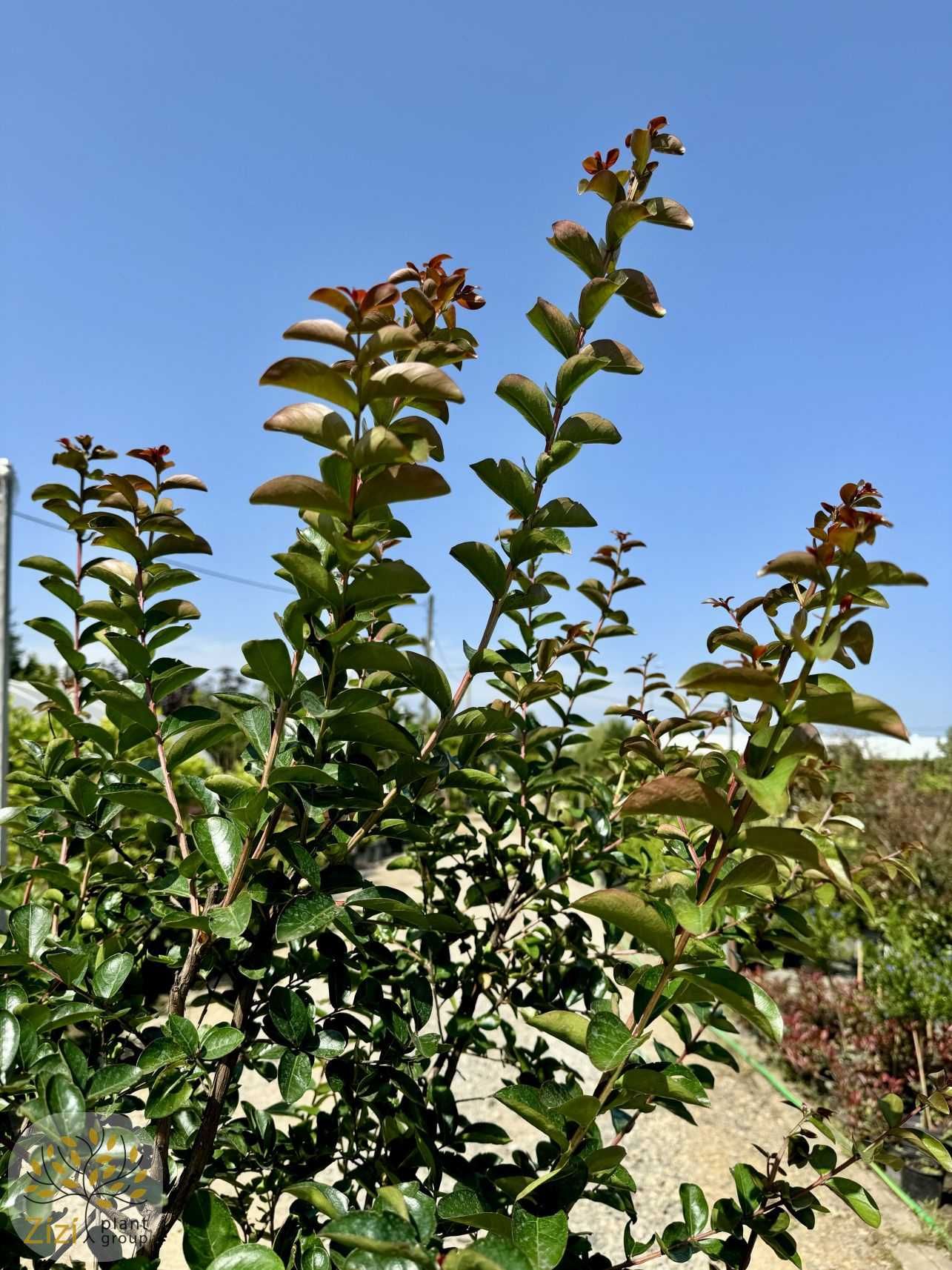 Lagerstroemia indica Double Dynamite, Lagerstremia indyjska, 80-180cm