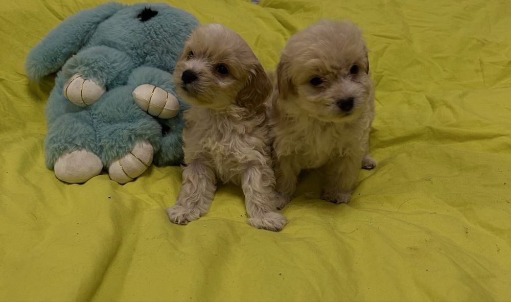 Мальтіпу Ф1 міні карамель хлопці