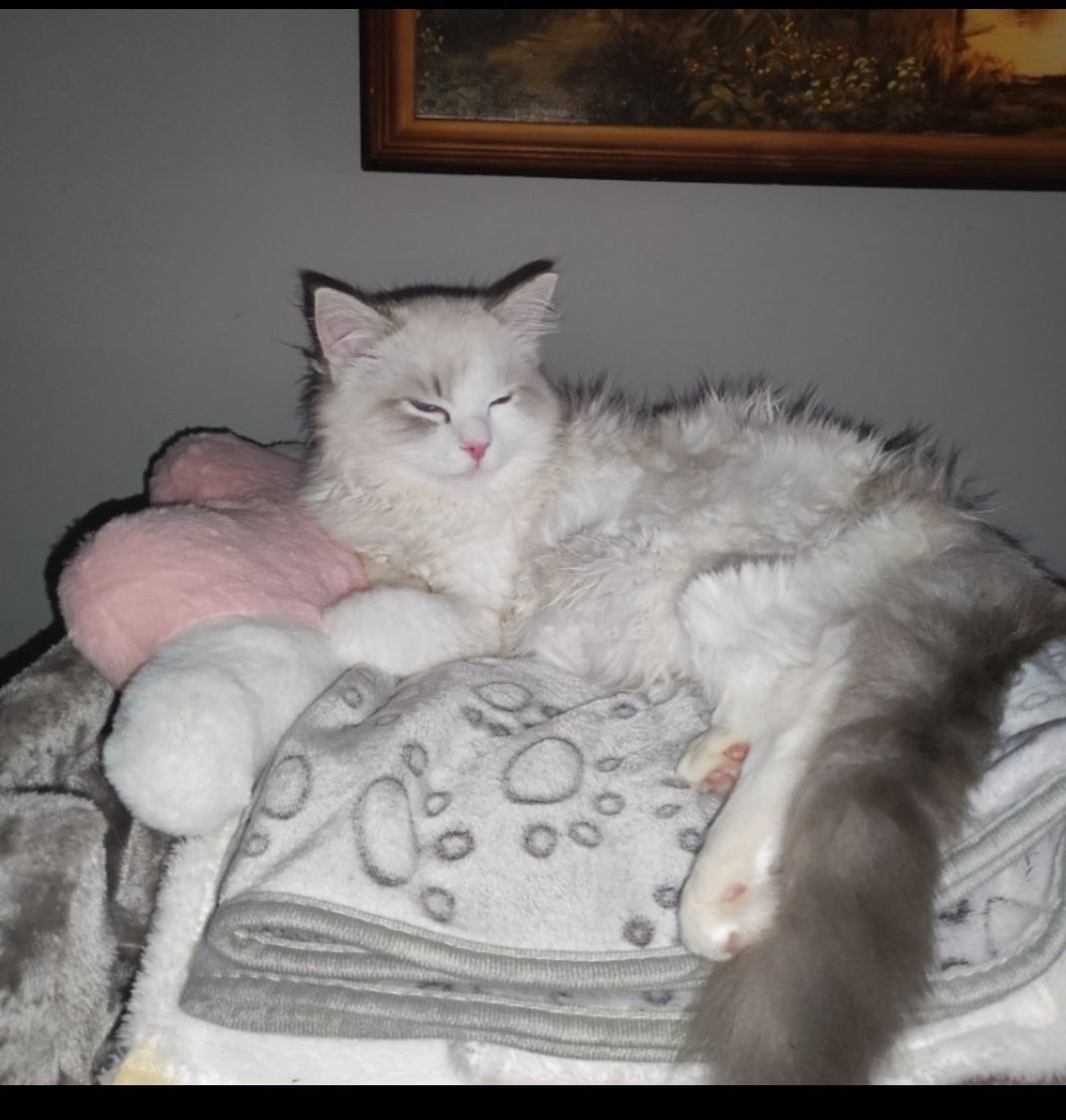 Ragdoll skaczyl 1 rok