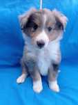 Owczarek szetlandzki sheltie ZKwP FCI