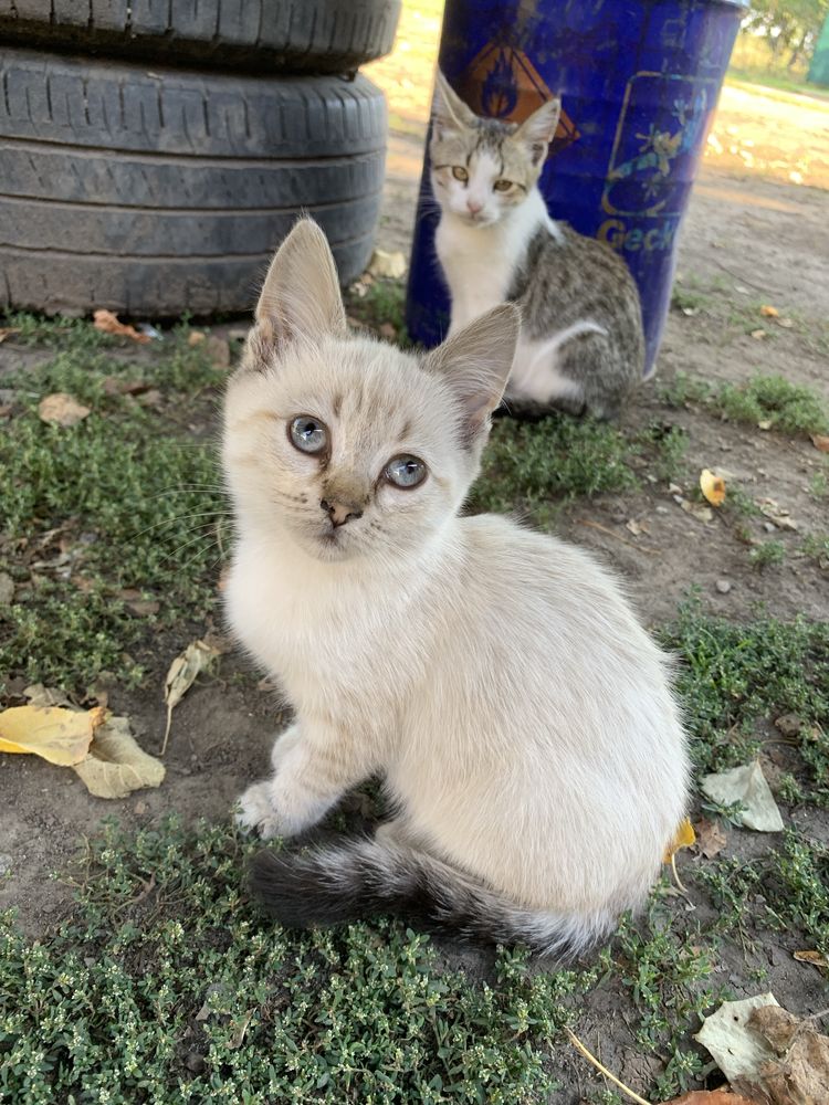 Віддам кошенят вуличні