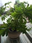 Geranium, anginka,