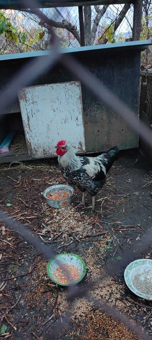 Продам молодого півника віком 4 місяці