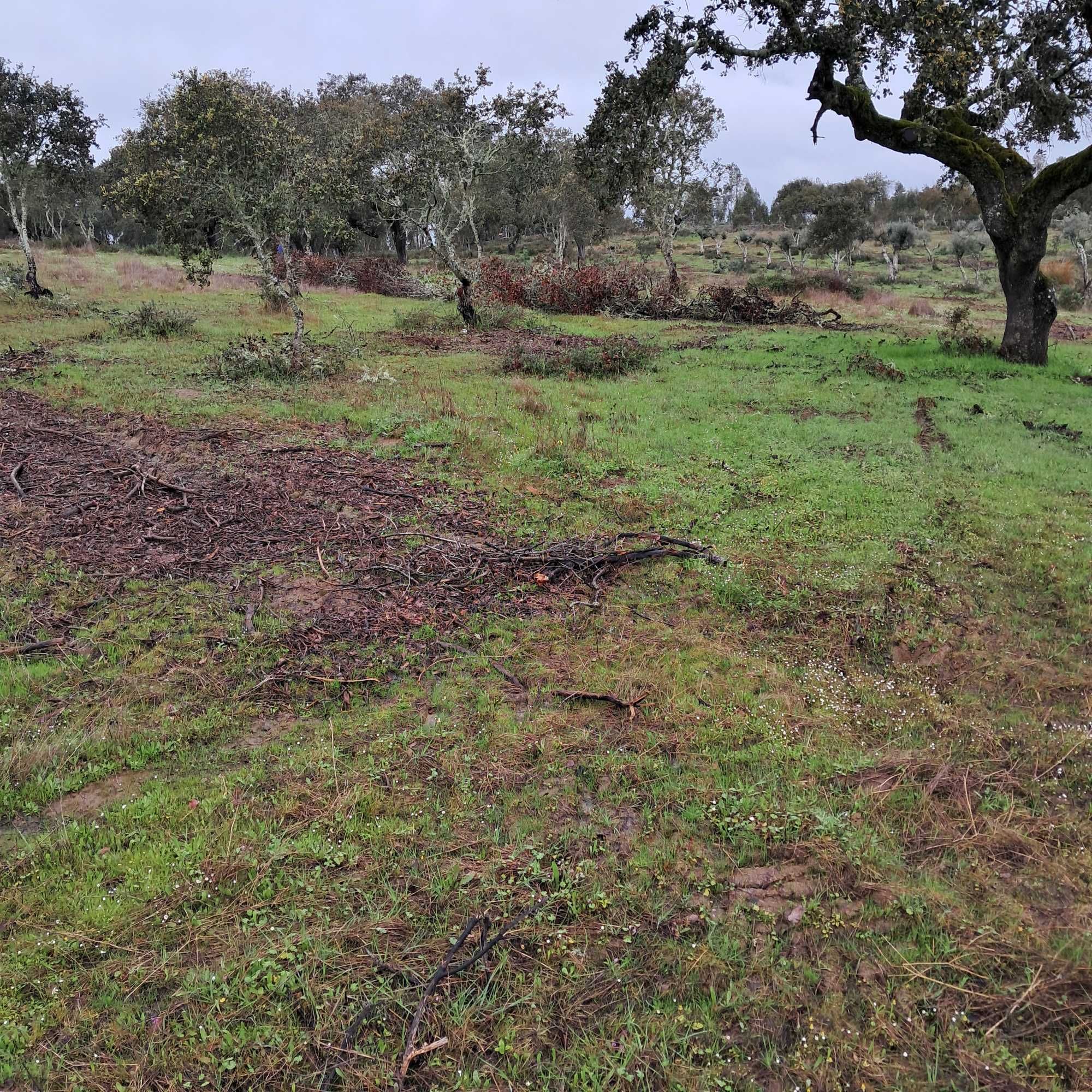 Limpeza de terrenos