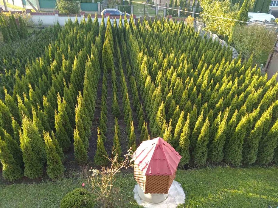 Продам туї смарагд 1.7-2.5м